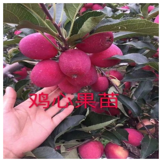 吉林鸡心果苗_鸡心果树苗价格批发
